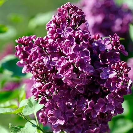 Purple Lilac Live Plant, Hardy Fragrant Shrub, 4 Inch Pot, Outdoor Flowering Bush - Image 6