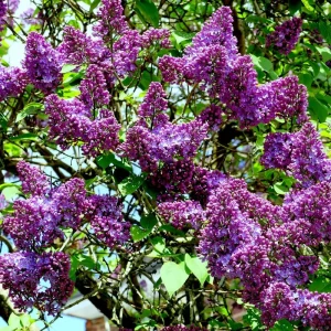 Purple Lilac Live Plant, Hardy Shrub, 4 Inch Pot, Outdoor Flowering Bush - Image 4