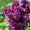 Purple Lilac Live Plant, Hardy Shrub, 4 Inch Pot, Outdoor Flowering Bush - Image 1