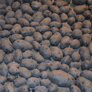 Purple Majesty Seed Potatoes - Non-GMO Certified Heirloom Plant Tubers - Image 2