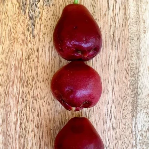 Purple Malay Apple Tree Live Plant - Syzygium malaccense Fruit Tree Starter Plant 3-8 inches Tall, Potted - Image 10