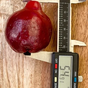 Purple Malay Apple Tree Live Plant - Syzygium malaccense Fruit Tree Starter Plant 3-8 inches Tall, Potted - Image 3