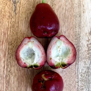 Purple Malay Apple Tree Live Plant - Syzygium malaccense Fruit Tree Starter Plant 3-8 inches Tall, Potted - Image 5