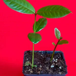 Purple Malay Apple Tree Live Plant - Syzygium malaccense Fruit Tree Starter Plant 3-8 inches Tall, Potted - Image 6