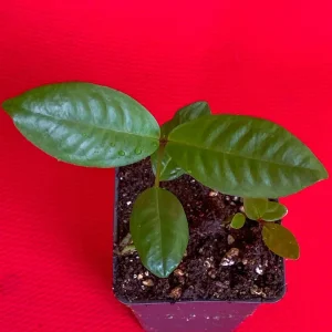 Purple Malay Apple Tree Live Plant - Syzygium malaccense Fruit Tree Starter Plant 3-8 inches Tall, Potted - Image 8