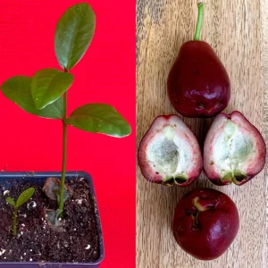 Purple Malay Apple Tree Live Plant - Syzygium malaccense Fruit Tree Starter Plant 3-8 inches Tall, Potted - Image 1