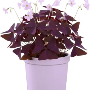Purple Oxalis Live Plant - Shamrock Plant - 4-8 Inches Tall - Potted Houseplant - Image 7