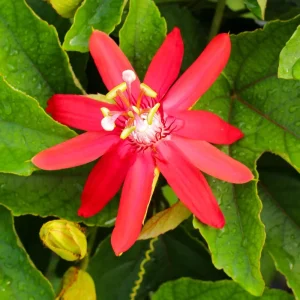 Purple Passion Flower Live Plant - 5-7 Inch Tall Passiflora Vine, Fragrant Outdoor - Image 2