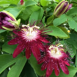 Purple Passion Flower Live Plant - 5-7 Inch Tall Passiflora Vine, Fragrant Outdoor - Image 4