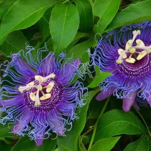 Purple Passion Flower Live Plant - 5-7 Inch Tall Passiflora Vine, Fragrant Outdoor - Image 6