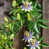Purple Passion Flower Live Plant - 5-7 Inch Tall Passiflora Vine, Fragrant Outdoor - Image 1