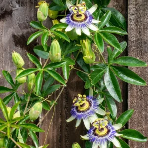Purple Passion Flower Live Plant - 5-7 Inch Tall Passiflora Vine, Fragrant Outdoor - Image 1