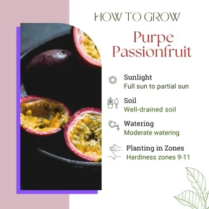 Purple Passion Fruit Live Plant - Perennial Vine, 4-7 Inch, Outdoor - Image 2