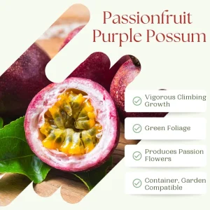 Purple Passion Fruit Live Plant - Perennial Vine, 4-7 Inch, Outdoor - Image 3