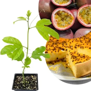 Purple Passion Fruit Live Plant Vine – Perennial, 4-7 Inch, Outdoor - Image 2