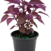 Purple Passion Live Plant Gynura, Velvet Purple Leaves, 4-8 Inches, Indoor/Outdoor - Image 1