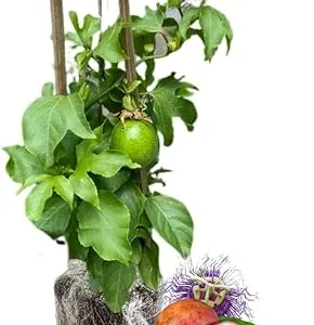 Purple Passionfruit Plant Vine - Live, 6-10 Inches Tall, Hardy, Fruit-Bearing, Outdoor - Image 2
