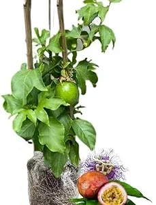Purple Passionfruit Plant Vine - Live, 6-10 Inches Tall, Hardy, Fruit-Bearing, Outdoor - Image 5