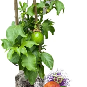 Purple Passionfruit Plant Vine - Live, 6-10 Inches Tall, Hardy, Fruit-Bearing, Outdoor - Image 6