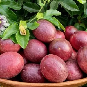 Purple Passionfruit Vine Live Plant - 5 to 9 Inch Tall Edible Passiflora Outdoor Garden - Image 4