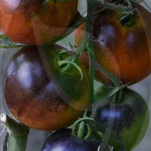 Purple Perfection Tomato Seeds - 30+ Non-GMO Heirloom Indeterminate Seeds - Image 3