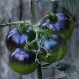 Purple Perfection Tomato Seeds - 30+ Non-GMO Heirloom Indeterminate Seeds - Image 4