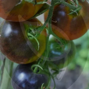 Purple Perfection Tomato Seeds - 30+ Non-GMO Heirloom Indeterminate Seeds - Image 5