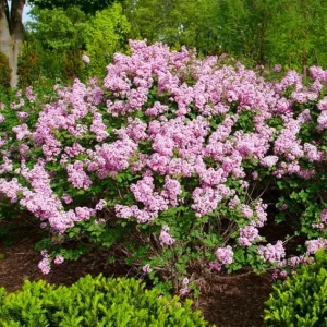Purple Pink Lilac Live Plant, Reblooming Flower Starter for Garden, 4-6 Inch Tall - Image 4
