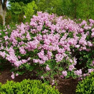 Purple Pink Lilac Live Plant, Reblooming Flower Starter for Garden, 4-6 Inch Tall - Image 1