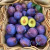 Purple Plum Tree Live Plant, 3-4 Ft Tall, Bare Root, Cold Hardy Outdoor Fruit Tree - Image 1