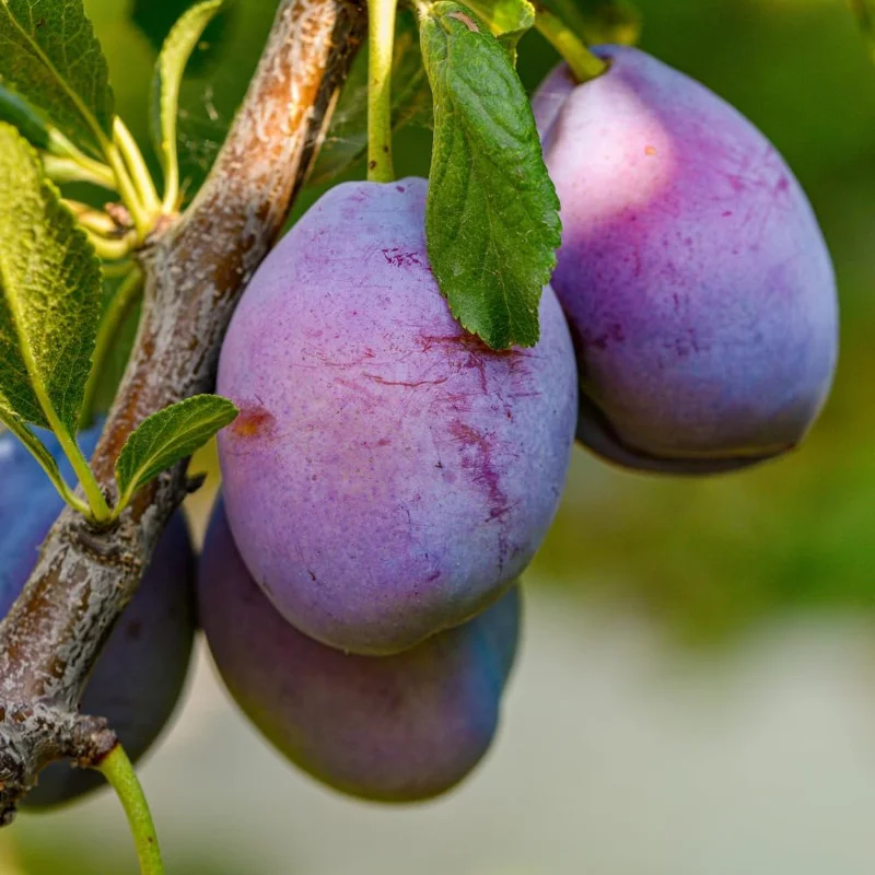 Purple Plum Tree Live Plant, 3-4 Ft Tall, Bare Root, Cold Hardy Outdoor Fruit Tree - Image 5