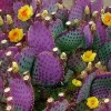 Purple Prickly Pear Cactus Live Plant, 2-Pack, 5-7 inch Succulents, Indoor/Outdoor - Image 1