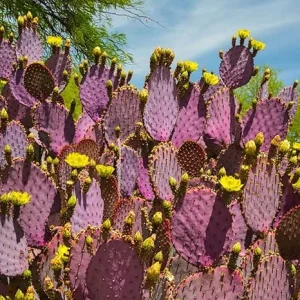 Purple Prickly Pear Cactus Live Plant, 3-5 Inch, Outdoor Growing Succulent - Image 6