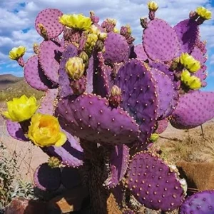 Purple Prickly Pear Cactus Live Plant - 3 Inch Pot - Drought Tolerant Outdoor - Image 5