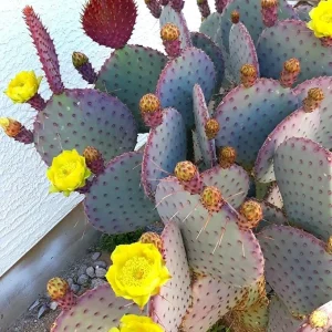 Purple Prickly Pear Cactus Live Plant - 3 Inch Pot, Drought Tolerant - Image 6