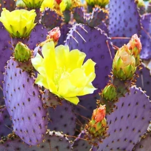Purple Prickly Pear Cactus Live Plant, 3 Inch Pot, Drought Tolerant - Image 6