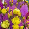 Purple Prickly Pear Cactus Live Plant – 3.5'' Pot, Indoor/Outdoor Succulent - Image 1