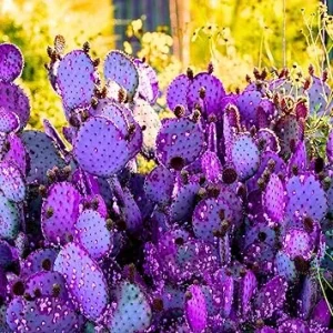 Purple Prickly Pear Cactus Live Plant – 4-6 Inch Potted Hardy Succulent – Outdoor - Image 4