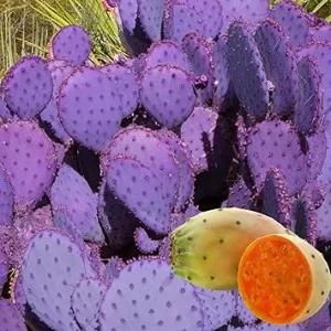 Purple Prickly Pear Cactus Live Plant – 4-6 Inch Tall, Hardy Succulent for Garden - Image 1