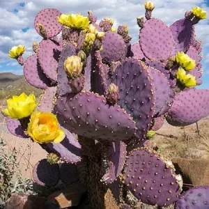 Purple Prickly Pear Cactus Live Plant - 6-8 Inches Tall - Outdoor - Image 1