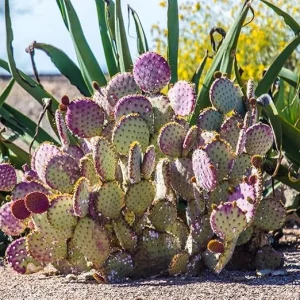 Purple Prickly Pear Cactus Live Plant – 6-8 Inches Tall – Hardy Succulent – Indoor/Outdoor - Image 5