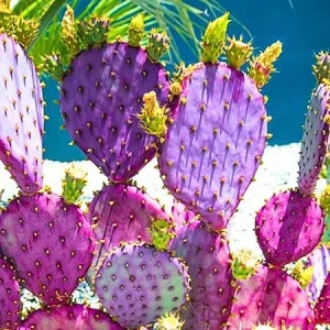 Purple Prickly Pear Cactus Live Plant – 6-8 Inches Tall, Hardy Outdoor Succulent - Image 5