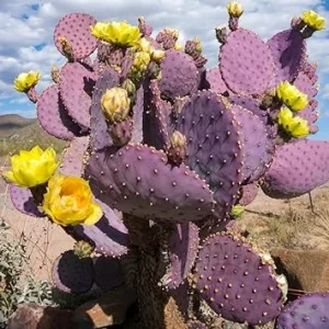 Purple Prickly Pear Cactus Live Plant - 6-8 Inches Tall - Outdoor - Image 6