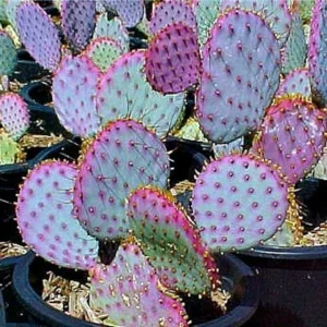 Purple Prickly Pear Cactus Plant - Live Succulent, 5-7 inches tall, Potted - Image 2