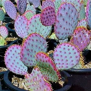 Purple Prickly Pear Cactus Plant - Live Succulent, 5-7 inches tall, Potted - Image 5