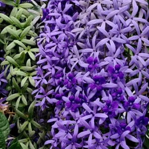 Purple Queen's Wreath Vine Live Plant - Petrea Volubilis - 5-9 Inch Tall Tropical Climber - Image 10