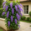 Purple Queen's Wreath Vine Live Plant - Petrea Volubilis - 5-9 Inch Tall Tropical Climber - Image 1