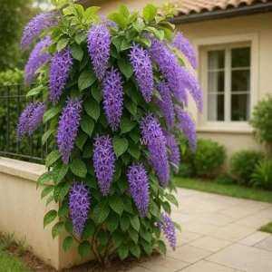 Purple Queen's Wreath Vine Live Plant - Petrea Volubilis - 5-9 Inch Tall Tropical Climber - Image 1