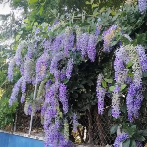 Purple Queen's Wreath Vine Live Plant - Petrea Volubilis - 5-9 Inch Tall Tropical Climber - Image 5