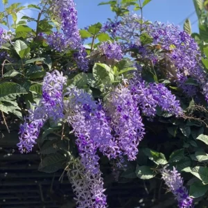 Purple Queen's Wreath Vine Live Plant - Petrea Volubilis - 5-9 Inch Tall Tropical Climber - Image 6